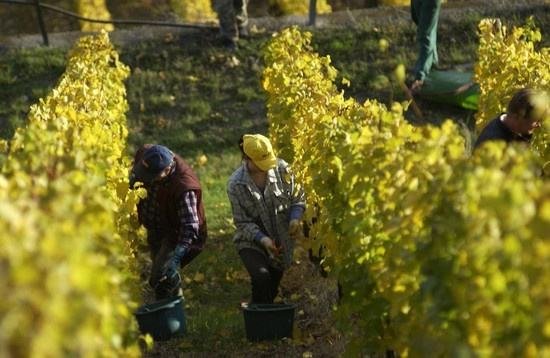 全球葡萄酒總產量下降8.2%，2018葡萄酒漲價已成定勢