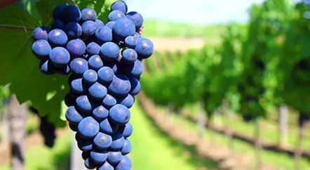 低調(diào)的歌海娜,我來為你正名!